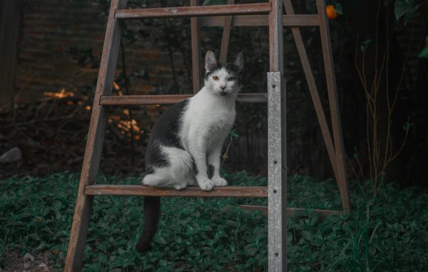 How Do UK Pets Impact Mental Health?